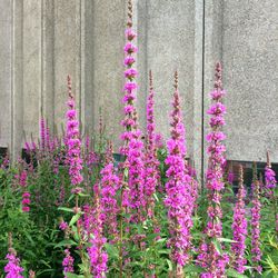 Pink flowers blooming outdoors