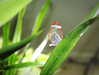 Close-up of butterfly on leaf