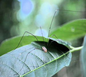 Close-up of insect on leaf