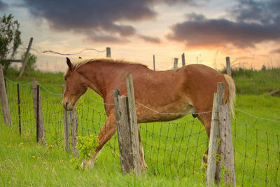 Male flaxen chestnut horse stallion colt with foot caught in wire fence trying to remove it