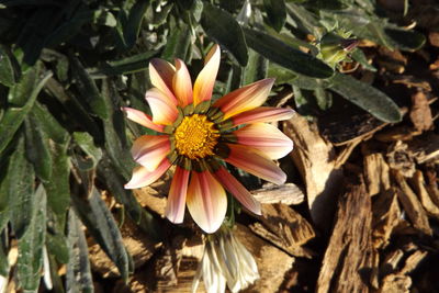 Close-up of flower blooming outdoors