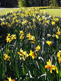 Close-up of yellow flowering plants on field