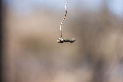 Close-up of dead plant