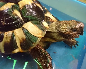 Close-up of turtle in sea