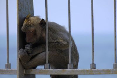 Monkey sitting in a zoo