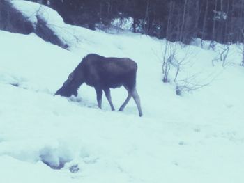 Horse on snow field during winter