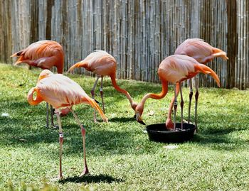 Close-up of flamingos on field