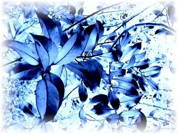 Close-up of blue leaves
