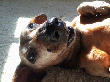 Close-up portrait of a dog