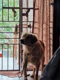 Dog looking away while sitting on window