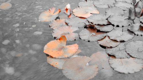 High angle view of maple leaves floating on water