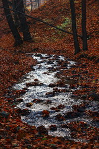 Close-up of trees during autumn