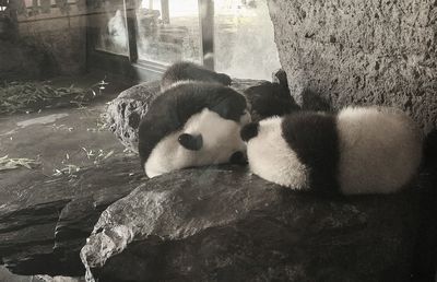 panda