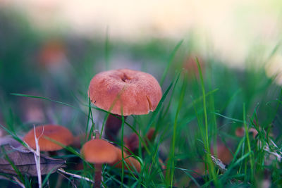 Close-up of mushroom growing on field