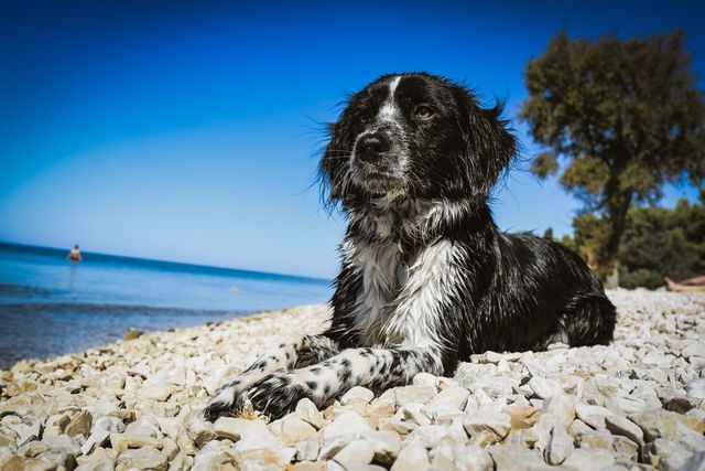 Laboe, Hundestrand pictures | Curated Photography on EyeEm