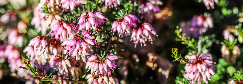 Close-up of pink flowering plants