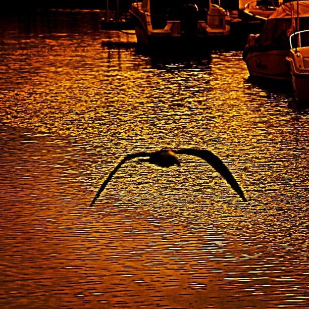 water, animal themes, bird, animals in the wild, wildlife, waterfront, one animal, rippled, nautical vessel, swimming, reflection, lake, boat, sunset, transportation, swan, mode of transport, duck, water bird, nature