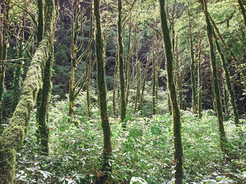 View of trees in forest