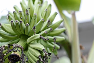 Close-up of a banana