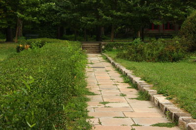 Footpath amidst trees