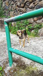 High angle view of dog standing by metal pipe
