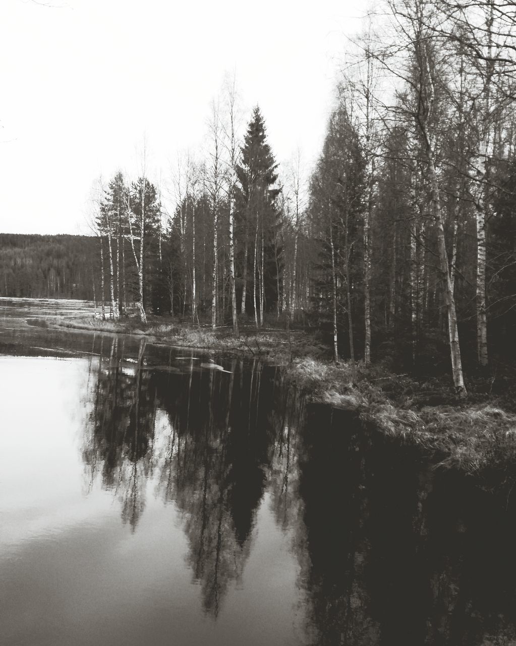 tree, water, reflection, tranquility, waterfront, tranquil scene, lake, clear sky, beauty in nature, scenics, nature, river, standing water, sky, growth, day, idyllic, bare tree, outdoors, calm