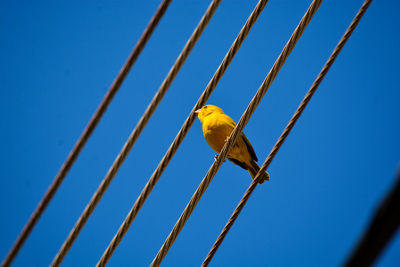 Low angle view of bird perching on cable against sky