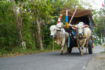 View of horse cart on road