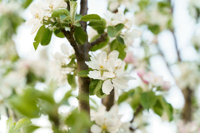 Close-up of white cherry blossoms in spring