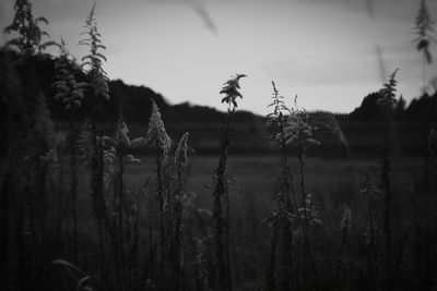 Plants growing against sky