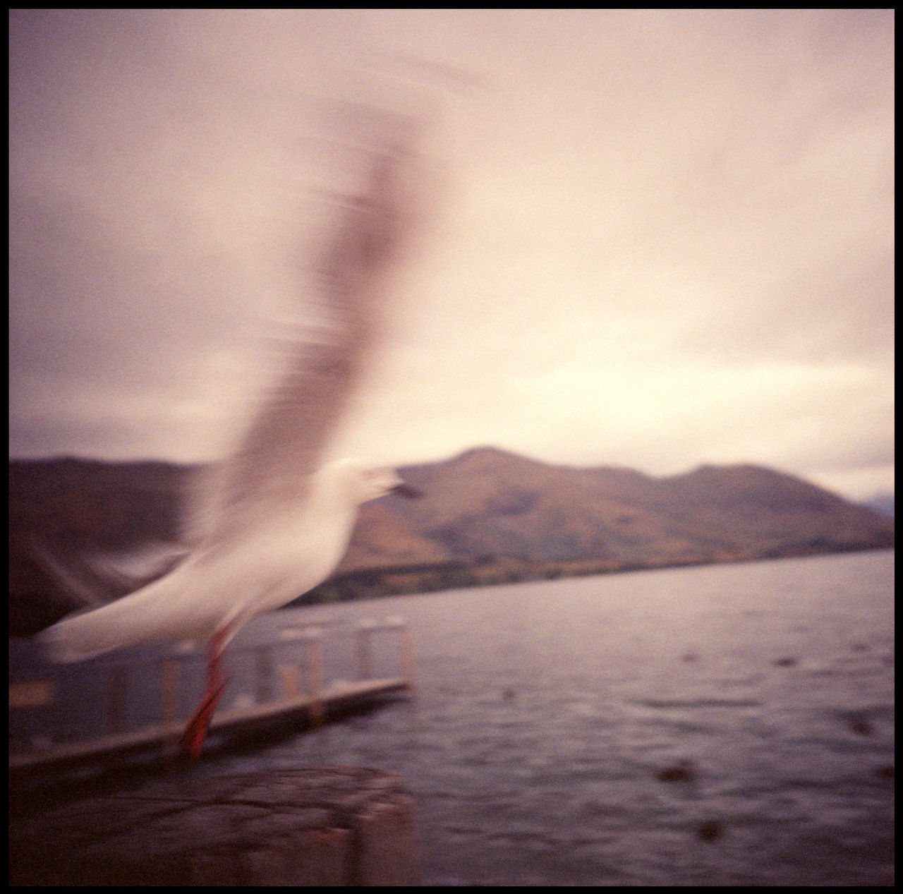 SEAGULL FLYING OVER SEA