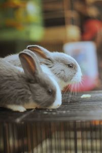 Close-up of rabbit