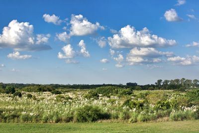 Scenic view of field against sky