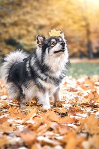 Portrait of dog running on field