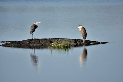 Herons perching on rock amidst lake