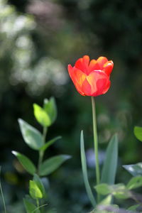 Close-up of red rose flower