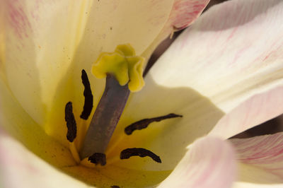 Full frame shot of fresh white flower