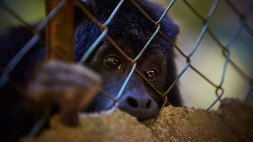 Close-up portrait of monkey in cage