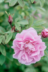 Close-up of pink flowering plant