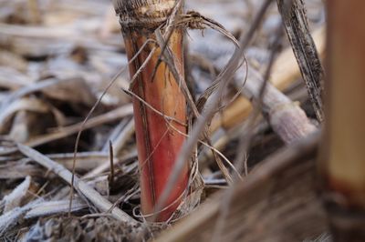 Close-up of dried plant on field