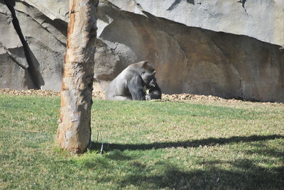 Monkey sitting on a tree