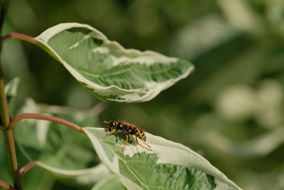 Insect on green leaves 