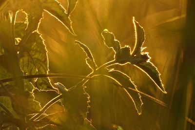 Close-up of dry plant on field