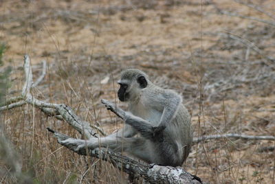 Monkey sitting on branch 