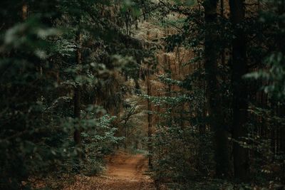 Footpath amidst trees in forest