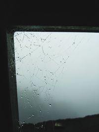 Close-up of wet spider web on glass window