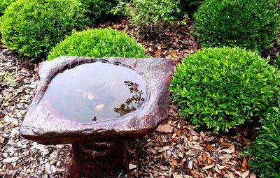 Plants growing on field