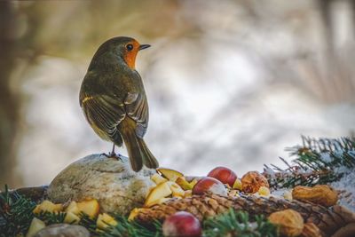 Close-up of bird perching on fruit