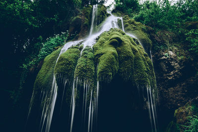 Low angle view of waterfall in forest