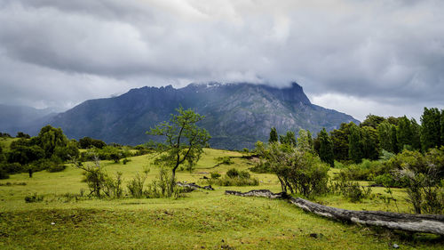 Scenic view of trees on field against sky